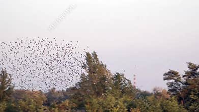 A flock of birds flutters overhead.Spontaneous movement of a huge mass of birds.