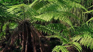 Huge tropical ferns in the sun