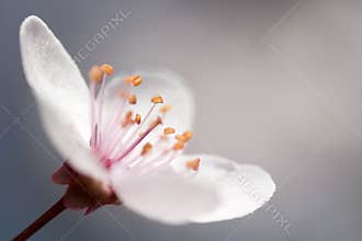 Anemone spring flower