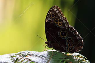 Morpho menelaus
