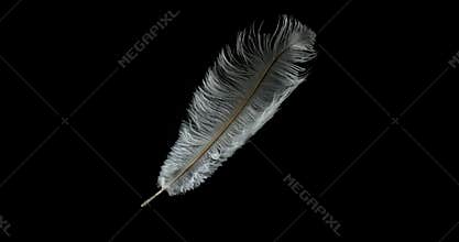 White Feather Falling against Black Background, Normandy,