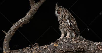Long Eared Owl, asio otus, Adults, Pair, Normandy in France,