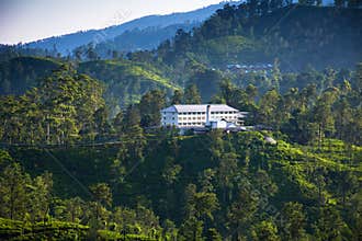 Tea plantations in Ella, Sri Lanka