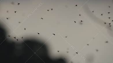 Swarm of mosquitoes flying in the summer. Flying insects in nature at sunset summer sky. Close up