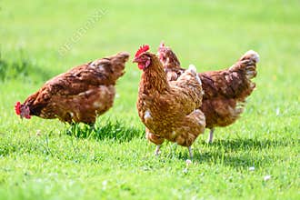 Free and happy hens