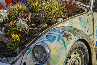 Vintage Volkswagen Beetle, decorated with spring flowers