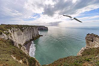 Etretat coastline and a seagull