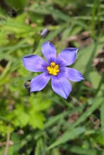Western Blue Eyed Grass