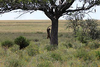 Leopard jumping from tree
