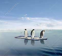 Penguins on melting iceberg