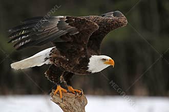 Bald Eagle Take-Off