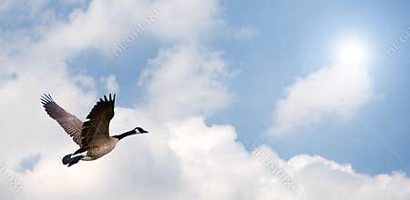 Goose Flying