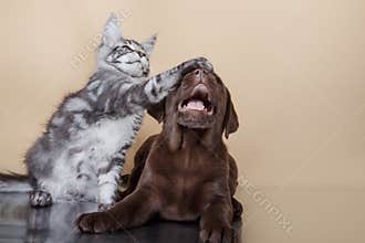 Labrador puppy and kitten breeds Maine Coon