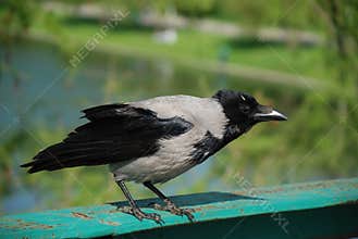 Crow or Raven