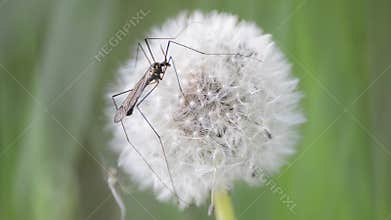 Closeup View of Dandelion With Crane Fly