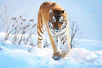 Tiger in the snow