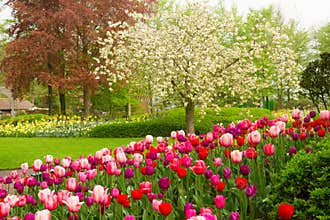 Spring garden with blooming tree abd tulips