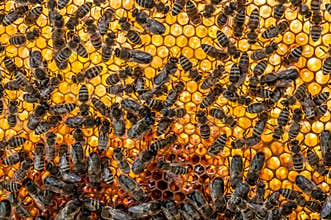 Honey-comb with bees