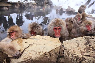 Snow monkey in hot spring