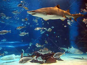Shark in aquarium