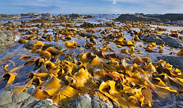 Kelp at Coastline near Kaikoura, New Zealand
