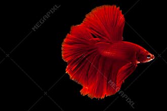 Betta fighting fish