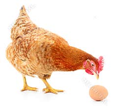 Brown hen with egg.