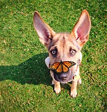 A cute dog in the grass at a park during summer with a butterfl