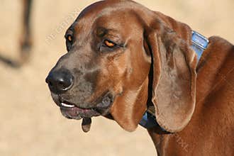 Redbone Coonhound dog