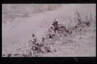 Two affectionate squirrels playing in wilderness