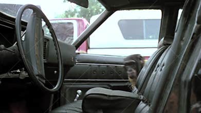 Monkey opening car door and getting in