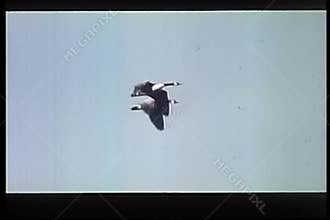 Wide shot of two geese flying
