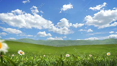 Grass and Flowers Blowing, Alpha Matte, Seamless Loop