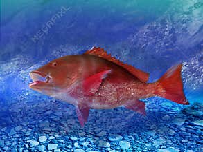 Red snapper
