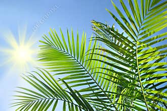 Palm branches in the sun