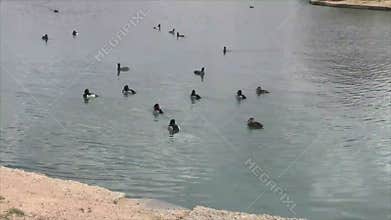 Flock of wild ducks swimming in pond
