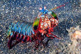 Peacock Mantis Shrimp