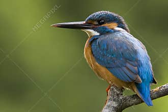 Kingfisher