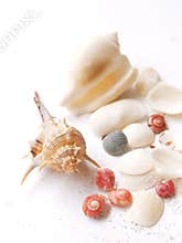 Shells - sea still life