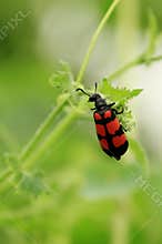 A blister beetle in Bharatpur NP, Rajasthan, India