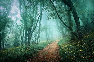 Mysterious dark forest in fog with flowers and road