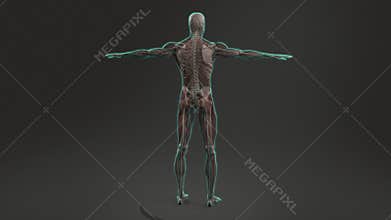 Human anatomy showing full male body rotating