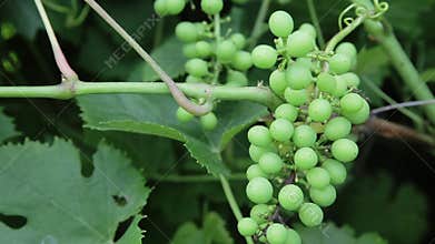 Grapes on a branch