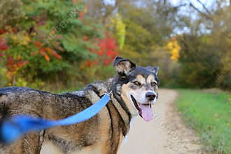 Beautiful German Shepherd Dog Walking on Trail