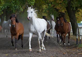 Arabian white horse on the village road