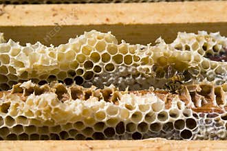 Honey Combs