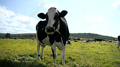 Classic black and white cow