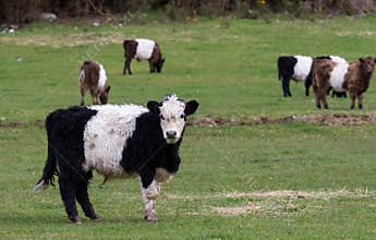 Lovely young livestock cow in animals farm new zealand