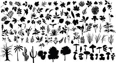 Plants