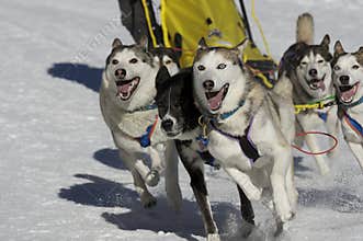 Sleddog race